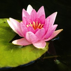 Seerose