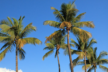 cocotiers des tropiques sur fond de ciel bleu