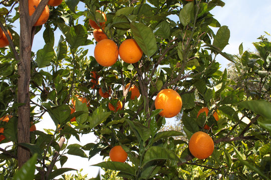 Arance di Sicilia
