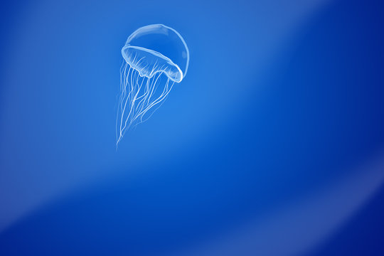 Jellyfish