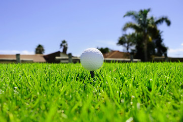 golf ball on the green grass