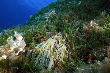 anemone comune acquario