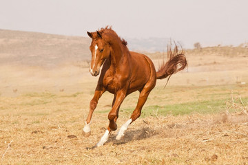 Chestnut horse running on a grass field on a farm