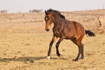 Black and brown horse with white patch running on a farm