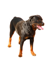 Young Rottweiler isolated on white background