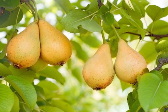 Ripe pears on tree