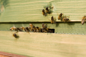 Bees Guarding