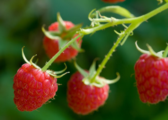 growth raspberries;