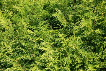 Thuja - Hintergrund