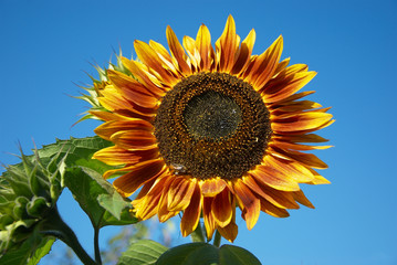 Fototapeta premium Sonnenblume 