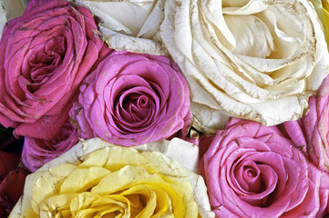 Close up of a bunch of fresh roses flowers