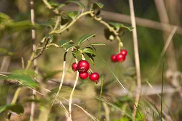 Moosbeere im Wald