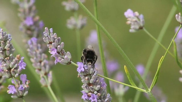 Abeille qui butine des fleurs de lavande