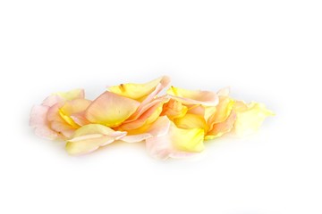 Rosenblütenblätter