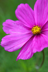 Obraz premium kosmos,blume