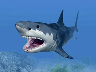 Fototapeta premium Great White Shark