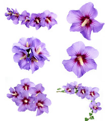 Fototapeta na wymiar hibiskus kwiaty kolekcja