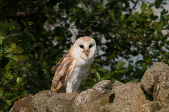 Barn Owl on dry stone wall