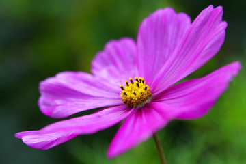 Fototapeta premium cosmea