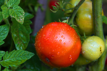 frische tomaten