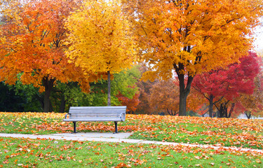 Single bench with colorful tree background in autumn time