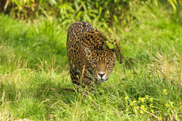 Jaguar