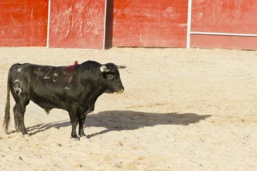 Photo sur Plexiglas Tauromachie taureau espagnol. Corrida.
