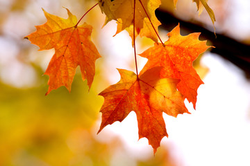 orange colored maple leaves on the branch