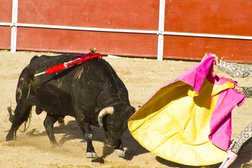 Papier Peint photo Lavable Tauromachie Matador and bull in bullfight. Madrid, Spain.