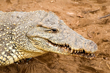 crocodile