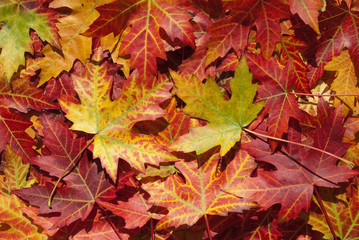 Obraz na płótnie Canvas Ahornblätter im Herbst, Acer platanoides
