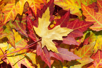 Naklejka na ściany i meble Ahornblätter im Herbst, Acer platanoides
