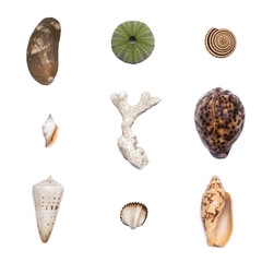 muschelset 3