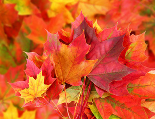 Naklejka na ściany i meble background from colored maple leaves