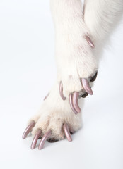 well-groomed dog paws with manicure