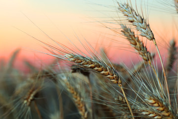 Закат,рожь,поле