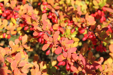 Berberitze Herbst