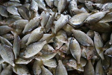 Fish at market