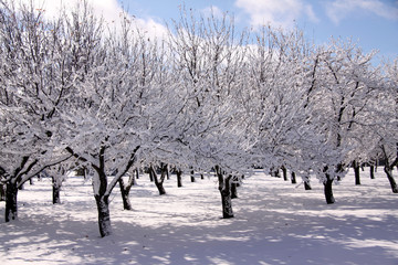 Winter Orchard