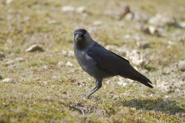 Coloeus monedula (choucas des tours - western jackdaw)