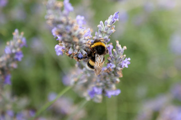 Zoom sur le travail d'une abeille