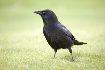 Corvus corone (corneille noire - carrion crow)
