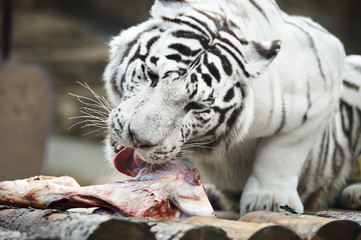 White Bengal tiger with a piece of meat