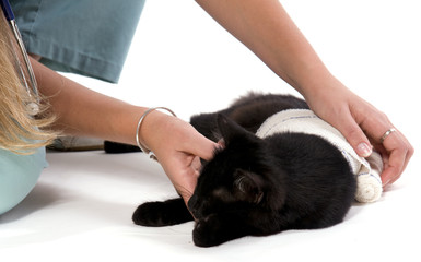 vétérinaire qui soigne un chat noir