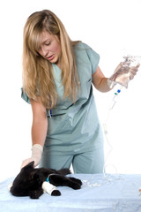 jeune femme vétérinaire qui fait un perfusion à un chat noir
