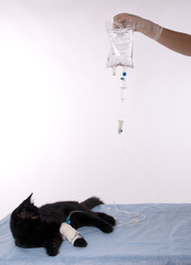 chat noir perfusé