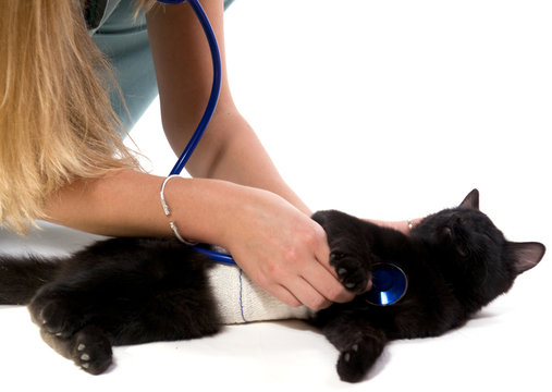 chat noir qui se fait osculter par une femme v&eacute;t&eacute;rinaire