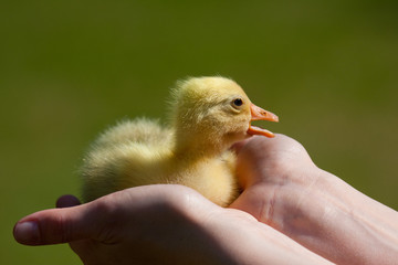 anatroccolo nella mano