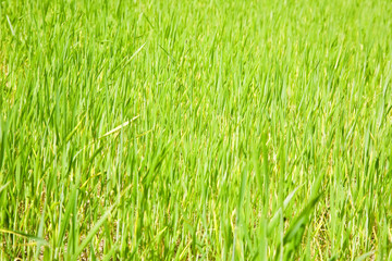 Obraz premium green grass