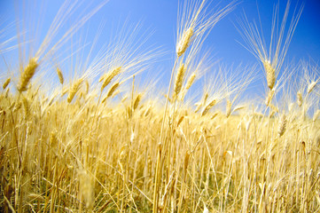 Campo di grano